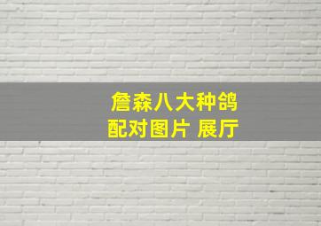 詹森八大种鸽配对图片 展厅